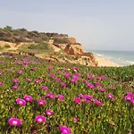 Daire Da Falesia, O Estudio Da Aldeia Acoteias *