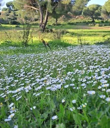 Da Falesia, O Estudio Da Aldeia Acoteias Apartmán